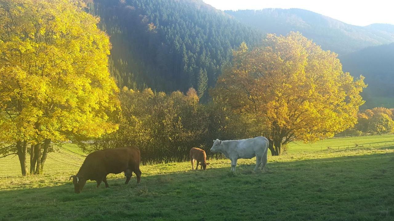 Pension Bergfrieden ชมาลเลนแบร์ก ภายนอก รูปภาพ